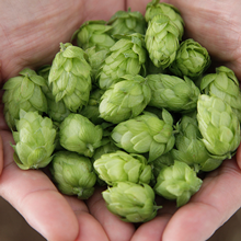 Only Aroma Hops